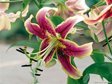 Que Représente La Fleur De Lys - Comment planter des lis pour un été parfumé - Détente Jardin