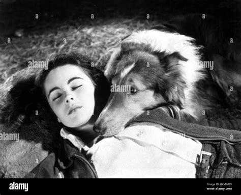 Courage Of Lassie 1946 Elizabeth Taylor Cols 004 Stock Photo Alamy