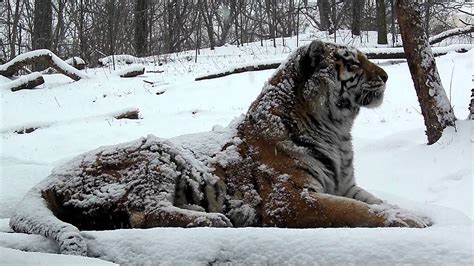 Siberian Tiger Portrait In Falling Snow At The Bronx Zoo Youtube