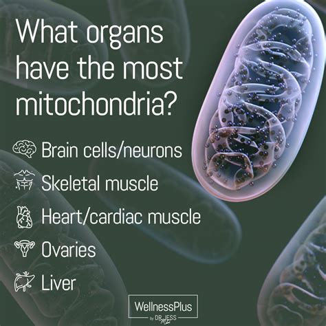 What Organs Have The Most Mitochondria Part 1 Wellnessplus By Dr Jess