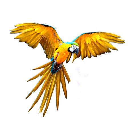 Parrot Flying Png