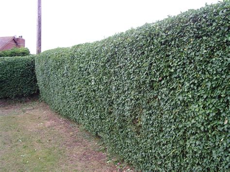 10 Green Privet Hedging Plants Ligustrum Hedge 10 30cmdense Evergreen