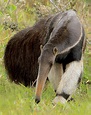 Giant anteater looking for the next meal. Native to Central and South ...