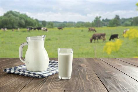 En Qué Se Diferencian Las Leches De Cabra Vaca Y Oveja Foto 1