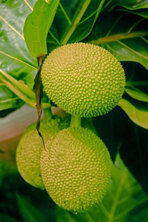 Breadfruit Growing Zone Sere Fruit