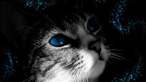 🥇 Animals Blue Eyes Cats Dark Wallpaper 95646