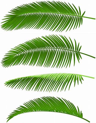 Palm Leaves Clip Border Leaf Clipart Elements