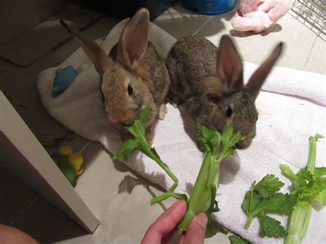 Rabbit Rescue Sanctuary Tiny Baby Rabbits For Adoption In Sydney