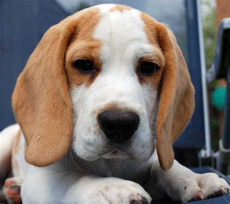 33 Fantastic Lemon Beagle Facts - From History To Present Day