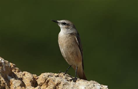 Details Red Tailed Wheatear Birdguides