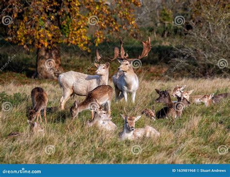 A Mixed Herd Of Fallow Deer Dama Dama Stock Photo Image Of Rest