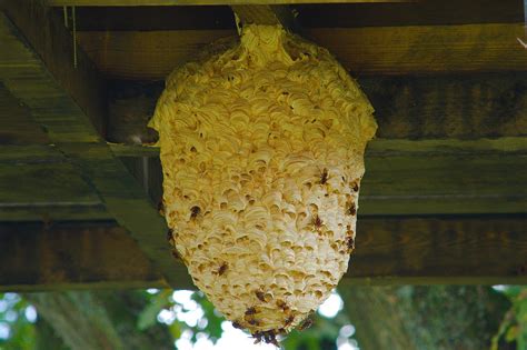 Wasps Pest Control Perth Fife Kinross Central Scotland