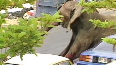 Tyke The Elephants Last Day On Earth On Vimeo