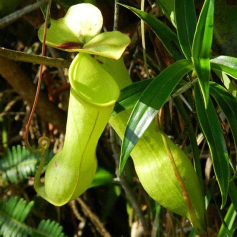 Flora In Sri Lanka Plant Species In Sinharaja Rainforest