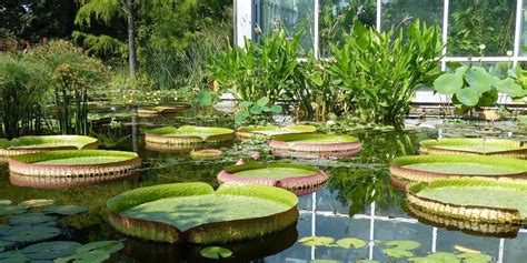 Find the perfect palmengarten stock photos and editorial news pictures from getty images. Mit der Bahn zum Palmengarten nach Frankfurt