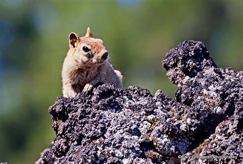 Allens Chipmunk