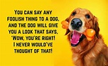 Funny Dog Quotes | Text & Image Quotes | QuoteReel