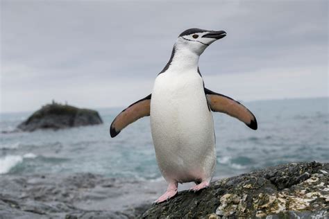 Chinstrap Penguin Numbers Fall As Climate Change Bites Researchers