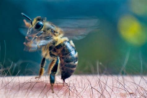 How Do Honey Bees Sting Anatomy Of A Stinger Bee Professor