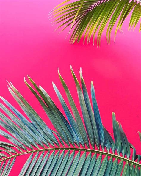 Elegant Aesthetic Pink Palm Tree Background Work Quotes
