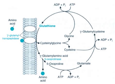 γ Glutamyl Cycle