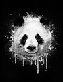 Cool Abstract Graffiti Watercolor Panda Portrait in Black and White ...