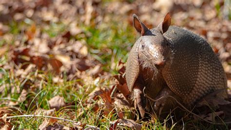 Armadillo Big Thicket National Preserve Us National Park Service