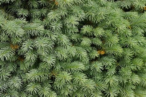 Green Texture Of Coniferous Branches Stock Photo Download Image Now