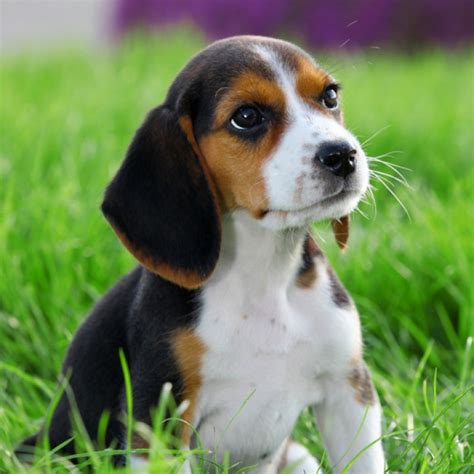 Beagle Dog Breed Information And Facts