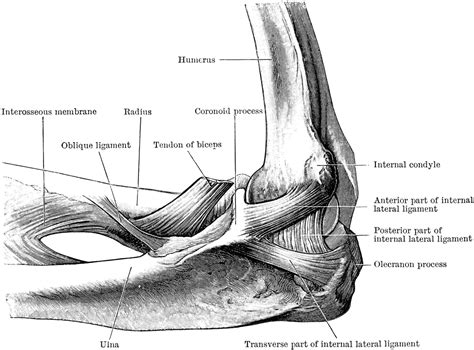 Structure Of Human Inner Part