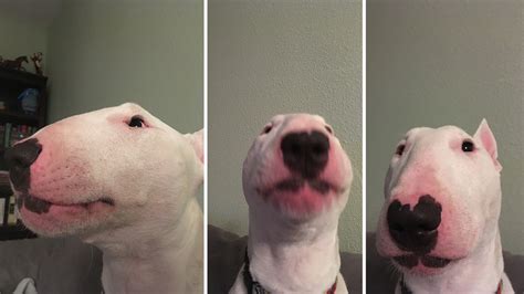 Walter Meme From Various Angles Nelson The Bull Terrier Walter