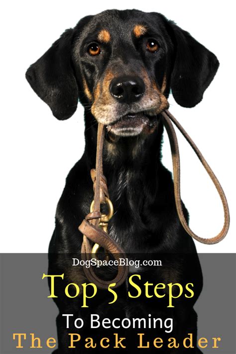 5 Steps To Becoming The Pack Leader Dogspaceblog Alpha Dog Training