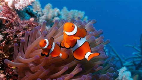 Underwater Fish Fishes Tropical Ocean Sea Reef Wallpaper 3840x2160