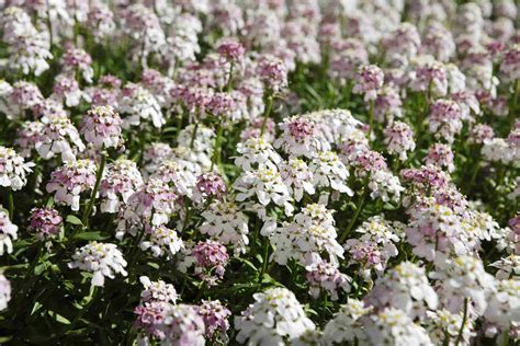 15 Best Evergreen Ground Cover Plants