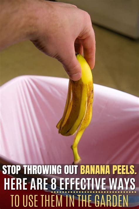 Stop Throwing Out Banana Peels Here Are 8 Effective Ways To Use Them