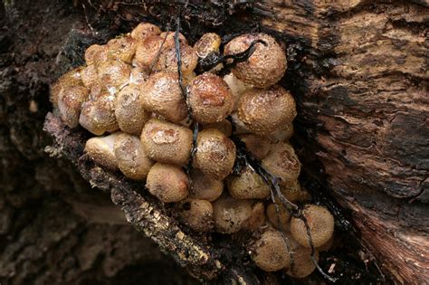 15 g Sterile HONEY MUSHROOM Armillaria Mushroom Spores Spawn Seeds ...
