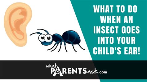 What To Do When An Insect Goes Into A Childs Ear Youtube