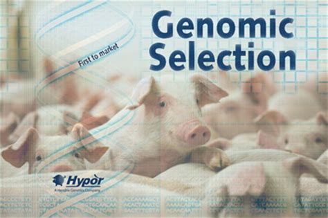 (b) actual genetic variation in humans. Company news : Hypor first to market with Genomic ...