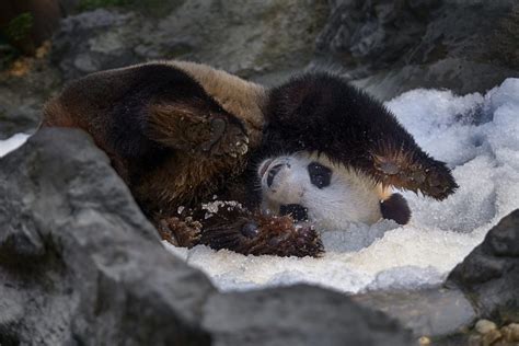 Giant Panda National Park Official Ganp Park Page