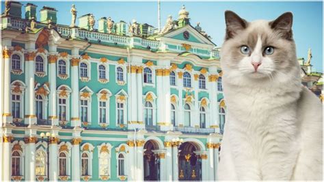 There have been cats in the hermitage ever since the days of the elizabeth petrovna, says maria haltunen, assistant to the museum director, and pr to the famous felines. Favorite animals of Catherine the Great, cats have ...