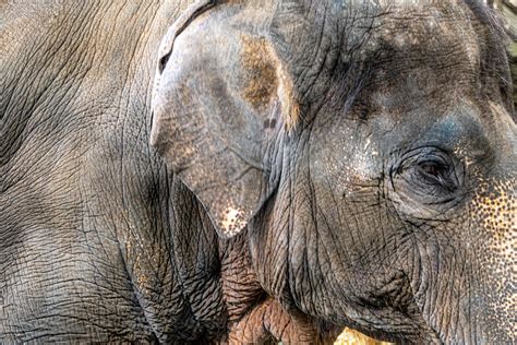 A Close Up Of The Asian Elephant That Can See Rough And Wrinkled Skin