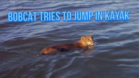 Bobcat Swims To Jump On My Kayak Youtube