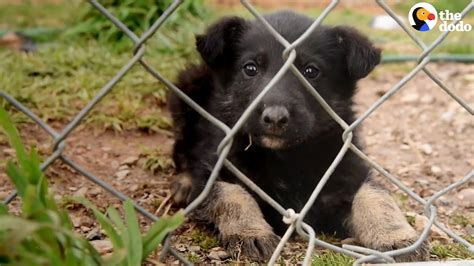Puppy Mill Rescue 300 Dogs Were Saved From This Terrible Puppy Mill