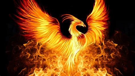 Beautiful Phoenix Bird Of Fire