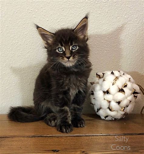 It is one of the oldest natural breeds in north america. Maine Coon Kittens for Sale in Tampa, Florida - Breeding ...