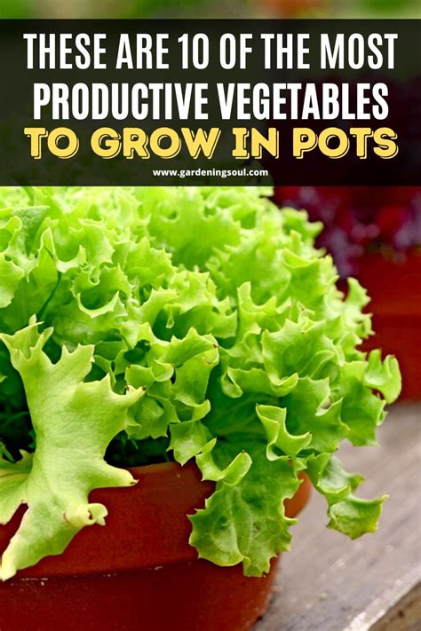These Are 10 Of The Most Productive Vegetables To Grow In Pots
