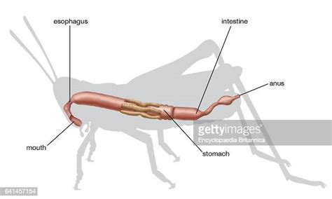 Diagramatic Digestive System Of Grasshopper Insect News Photo Getty Images