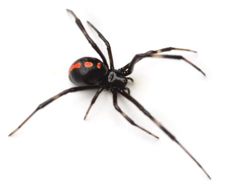 They typically also have a red or. Black Widow Control - How to Get Rid of Spiders | Rose ...
