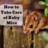 Check spelling or type a new query. How to Care for Baby Mice | PetHelpful