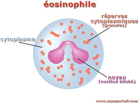 Réserve Cytoplasmique Définition Et Explications Aquaportail